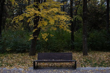 bench in the park