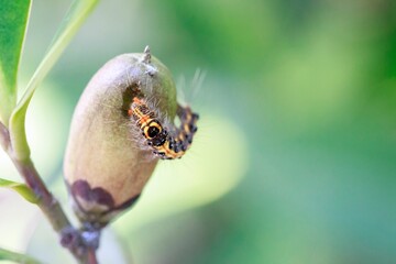 Close-Up of Caterpillar on Seed Pod in Natural Habitat