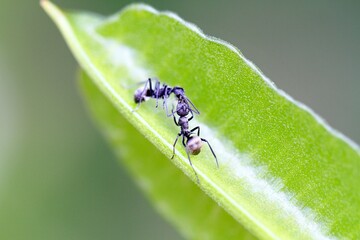 A Close-Up of Two Ants Interacting on a Green Leaf