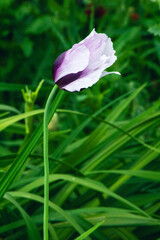 Fototapeta premium Purple and White Flower Blooming in Vibrant Green Garden