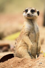 Curious Meerkat Peering Out from the Sand