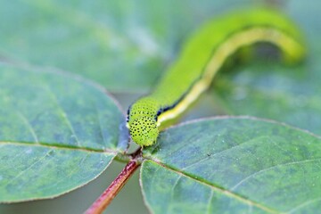 Close-Up of a Green Caterpillar on a Leaf Stem