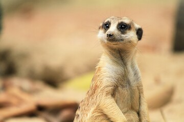 Curious Meerkat Peering Out from the Sand