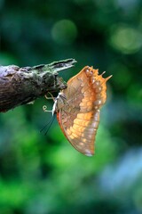 A Tawny Rajah Butterfly Resting on a Branch