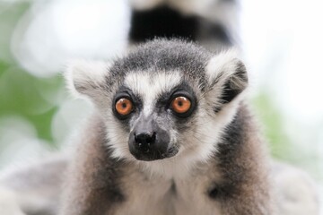 Close-Up of a Ring-Tailed Lemur 