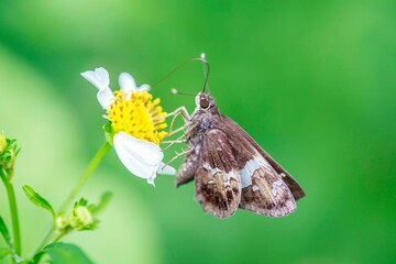  A Tiny Brown Skipper Butterfly Feeding on a Daisy Flower