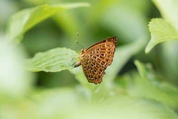 A Brown Zemeros Butterfly Resting on a Green Leaf