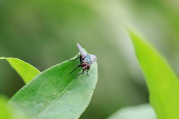 A Common Housefly Perched on a Green Leaf