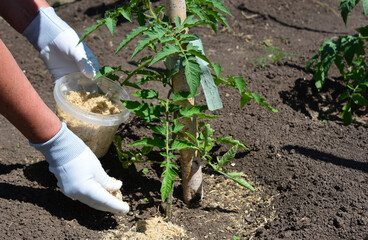 a person is holding a plastic container and fertilizing a tomato seedling 