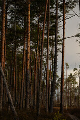 pine grove in the forest in autumn with wooden path on the side and white sky on the background