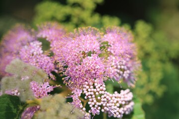 Delicate Pink Flowers Bloom in a Cluster