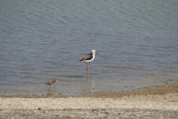 A Black-winged Stilt Forages in Shallow Water with a Small Sandpiper
