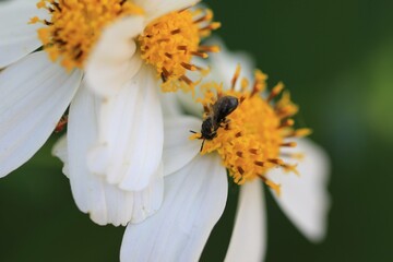Bee Pollinating White Flowers with Yellow Centers in Garden