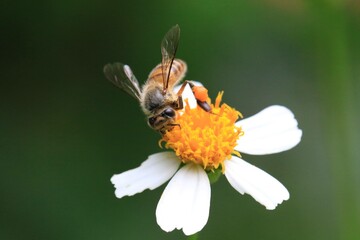 Honeybee Pollinating a White and Yellow Flower in a Green Field