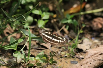 A Clear Sailor Butterfly Perched on a Green Leaf