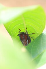 A Lychee Stink Bug on a Green Leaf