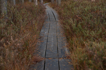 Obraz premium wooden path in nature trail in the forest in autumn with juniper brunches on both sides