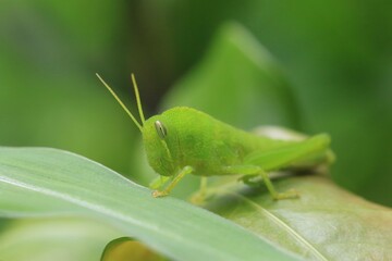 Close-Up of a Green Grasshopper on a Leaf in a Garden