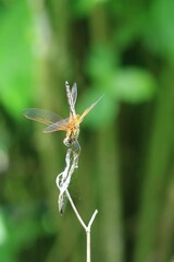 A Vibrant Dragonfly Perched on a Reed