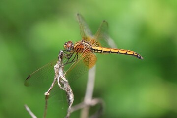 A Vibrant Dragonfly Perched on a Reed