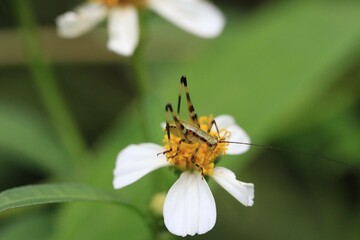 Close-Up of Grasshopper on White Flower with Yellow Center in Garden