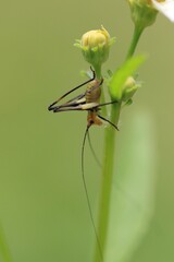 Tiny Cricket Perched on a Delicate Bud