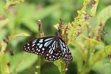 A Blue Tiger Butterfly Perched on a Green Leaf, Basking in the Sunlight
