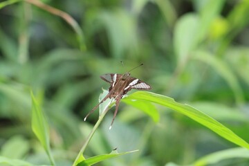 A Serene Moment: A Butterfly Perched on a Blade of Grass