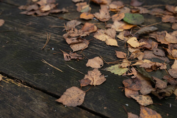 brown fallen autumn leaves on old grey wooden surface