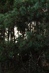 texture of green pine branches and forest and sun on the background