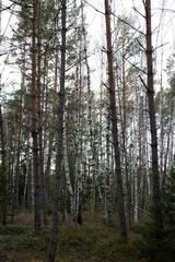Fototapeta premium birch and pine grove in the forest in autumn with white sky in the background