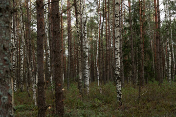 birch and pine grove in the forest in autumn
