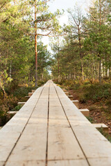 Obraz premium bright wooden path in nature trail in the forest with pine trees