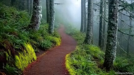 Obraz premium Moody forest trail with fog enveloping the tall trees, creating an ethereal and mysterious feel