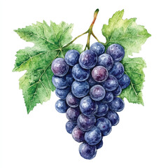 Grape fruit watercolor clipart illustratration