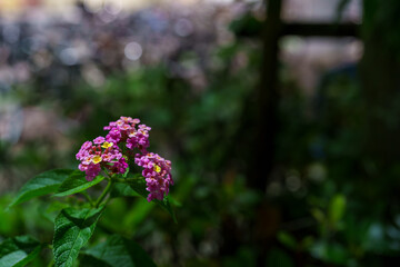 雨の雫がついたランタナの花、Lantana、Lantana camara、七変化