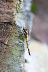 Close-Up of a Dragonfly Resting on a Tree Trunk