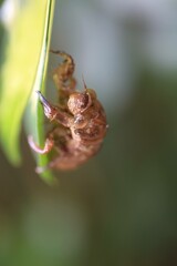 Cicada's Empty Shell, A Remnant of Summer