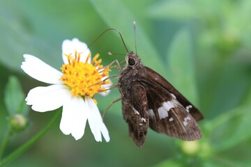 A Tiny Skipper Butterfly, Sipping Nectar from a Delicate Flower