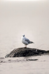White Franklin's gull resting on a rock inside the lake