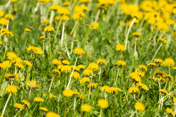 A patch full of flowering Common dandelions on a sunny spring day in rural Estonia, Northern Europe  © adamikarl