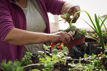 Close up of female hands doing some cuttings on a succulent plant
