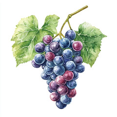 Grape fruit watercolor clipart illustratration