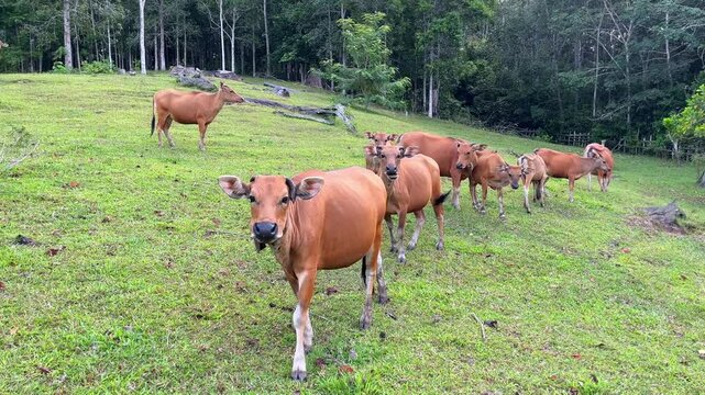 a herd of brown cows in a green meadow looking at the camera