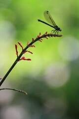 Elegant Dragonfly Perched on Vibrant Red Flower Buds