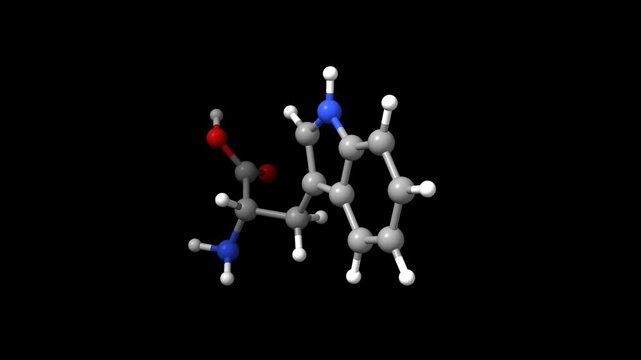 Structure of the amino acid DL-tryptophan. Animated 3D ball-and-stick and space-filled models, black background.
