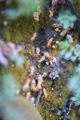 Close-Up View of Termites on Forest Floor 