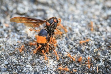 Ants Moving Dead Bee on Rocky Surface with Determination