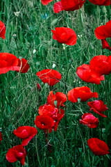 A detailed closeup shot of a vibrant red flower featuring a dark black center