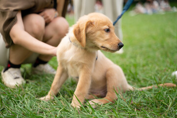 The cute golden retriever and its owner took advantage of the weekend to play on the grass